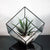 SQUARE CUT TERRARIUM